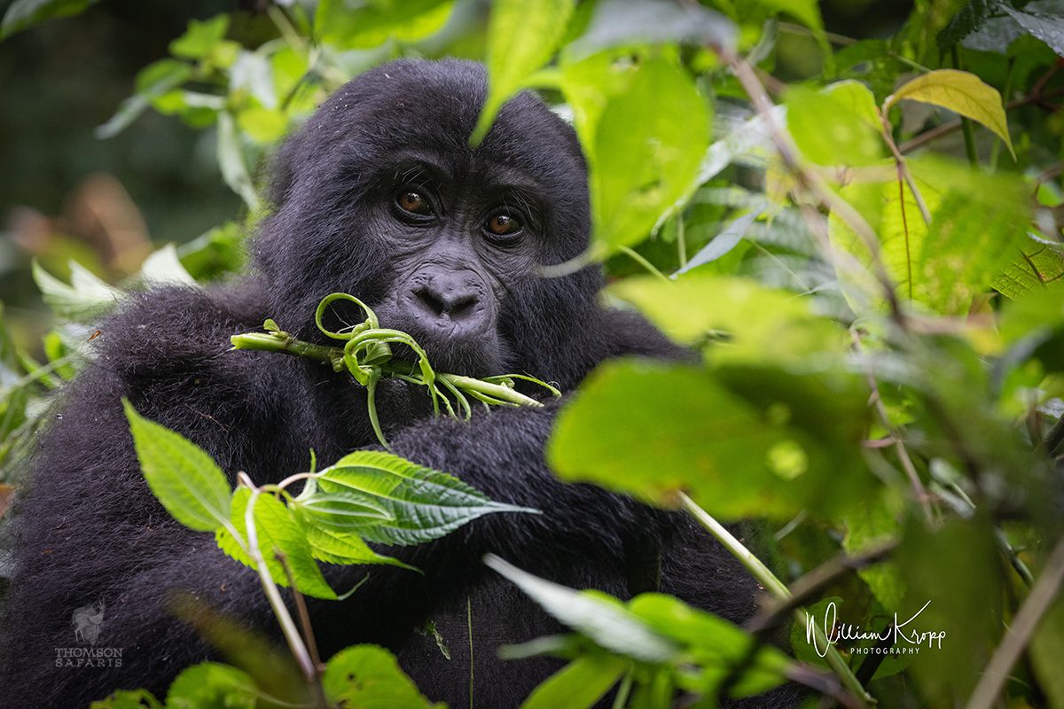 1-Day-Rwanda-Gorilla-Trekking-Business-Traveler-Package