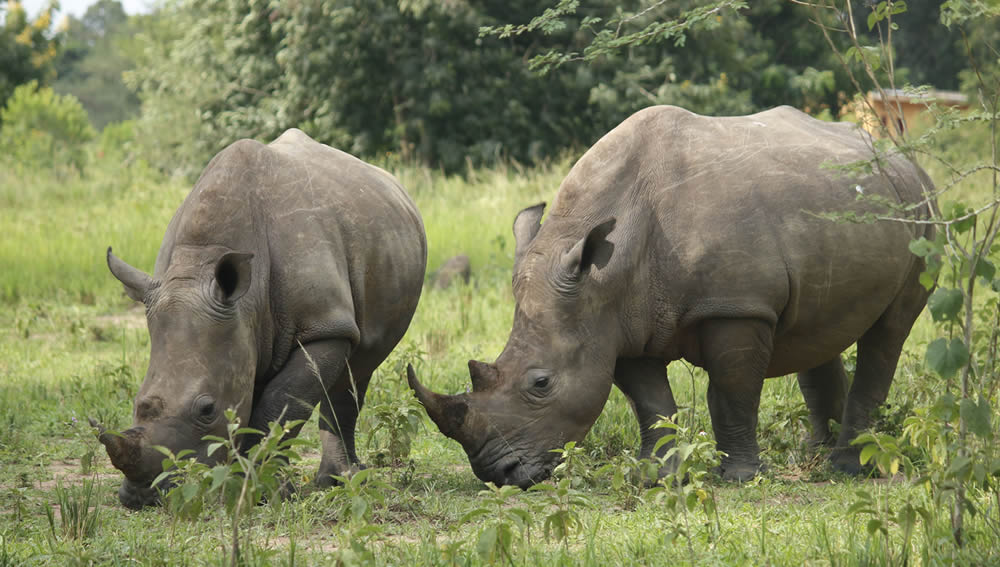 1-Day-Tracking-Rhinos-At-The-Ziwa-Rhino-Sanctuary