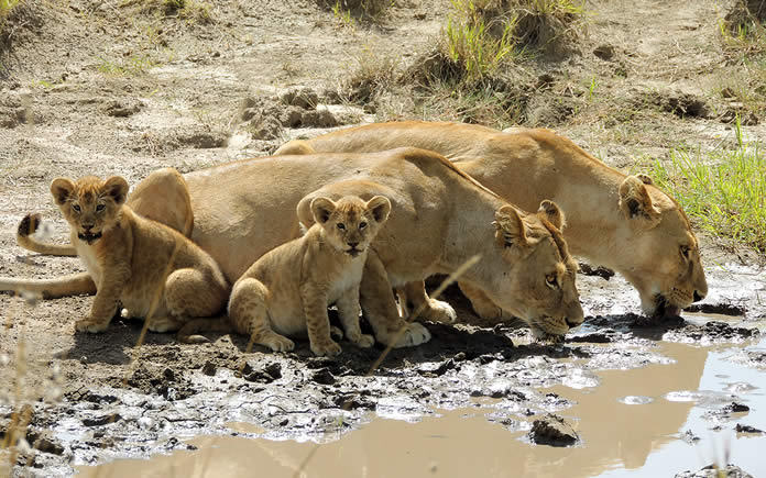 2-Day Kenya Masai Mara Group Budget Safari