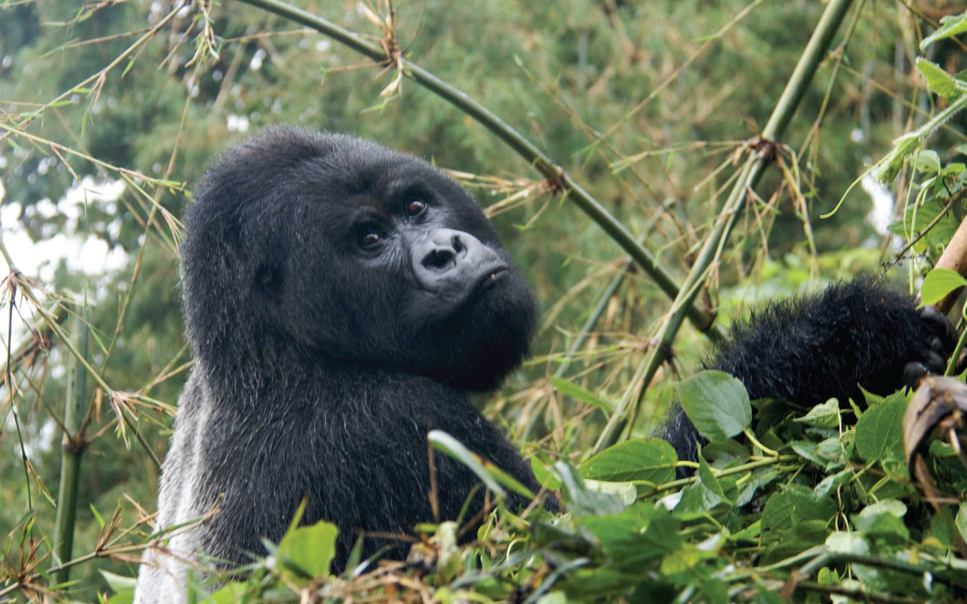 2-Days-Rwanda-Gorilla-Experience