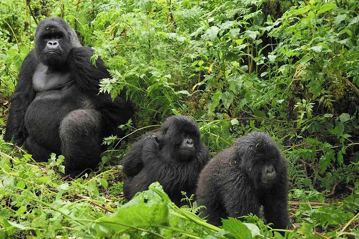 3-Day-Bwindi-Gorilla-Tracking-Silverback