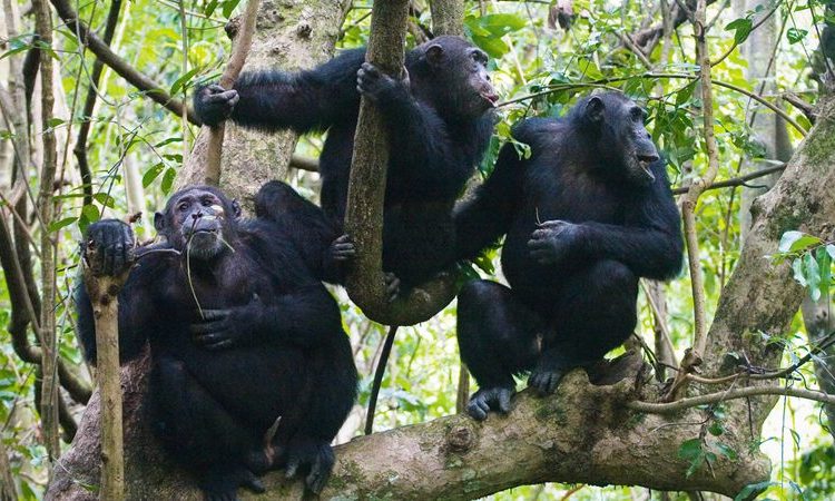 3-Day-Chimpanzee-Trekking-Safari-In-Kibale-Forest