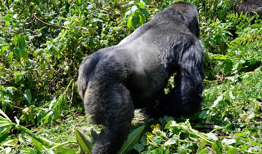 3-Days-Gorillas-Trekking-Lake-Bunyonyi-Safari