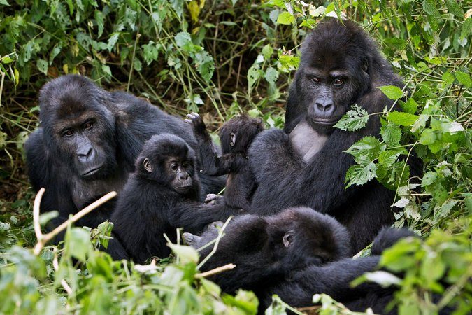 3-Day DRC Lowland Gorilla Trekking via Burundi