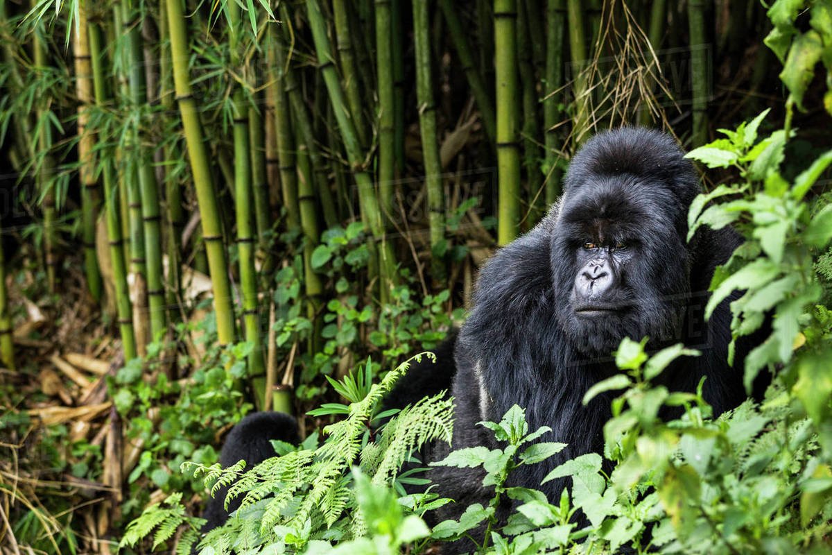 3-Days-Rwanda-Gorilla-Tracking-Safari