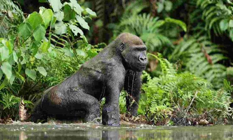 1 Day Rwanda Gorilla Trekking (Business Traveler Package)