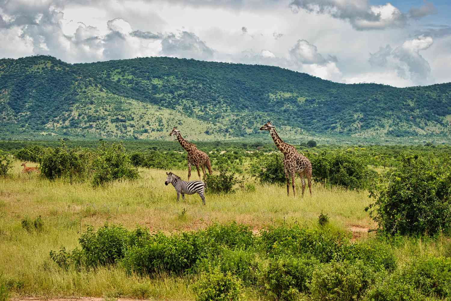 4-Day-Tarangire-Serengeti-And-Ngorongoro-Budget-Safari.