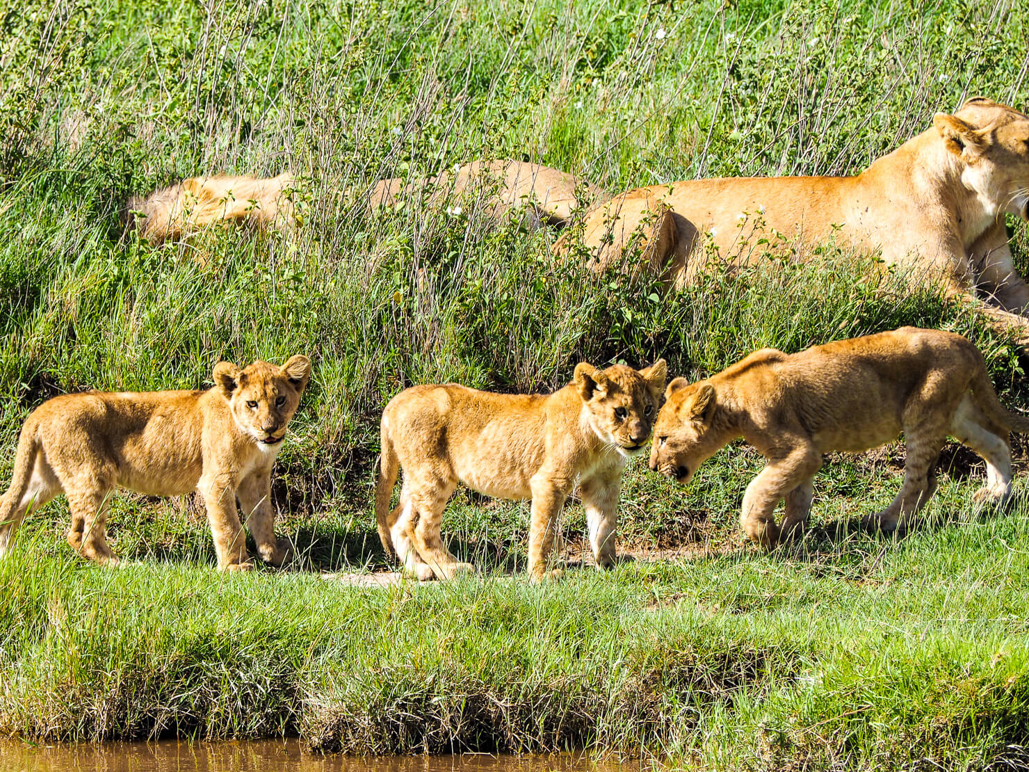 5-Day-Tanzania-Lions-Experience-Safari–Luxury