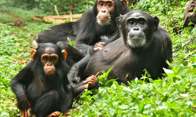 5-Day-Uganda-Gorilla-And-Chimpanzees-Safari