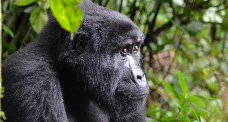 5-Days-Gorilla-Trekking-And-Chimpanzee-Experience