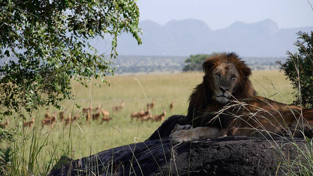 6-Days-Kidepo-And-Murchison-Falls-National-Park-Safari