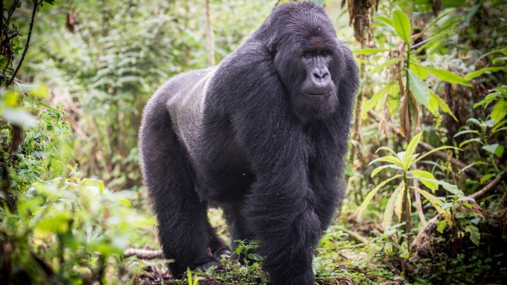 7-Day-Uganda-Gorilla-Chimpanzee-Tracking-Game-Viewing