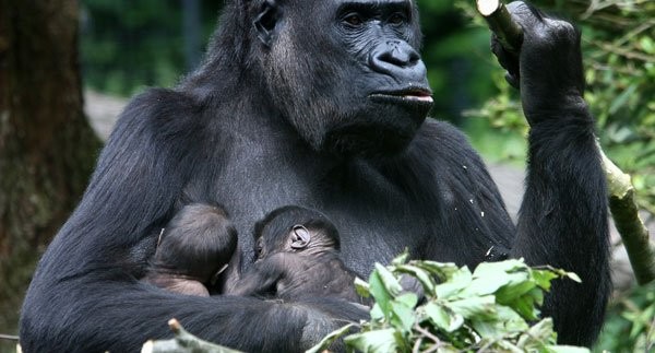 8-Days-Gorilla-Chimps-Big-Five-Excursion